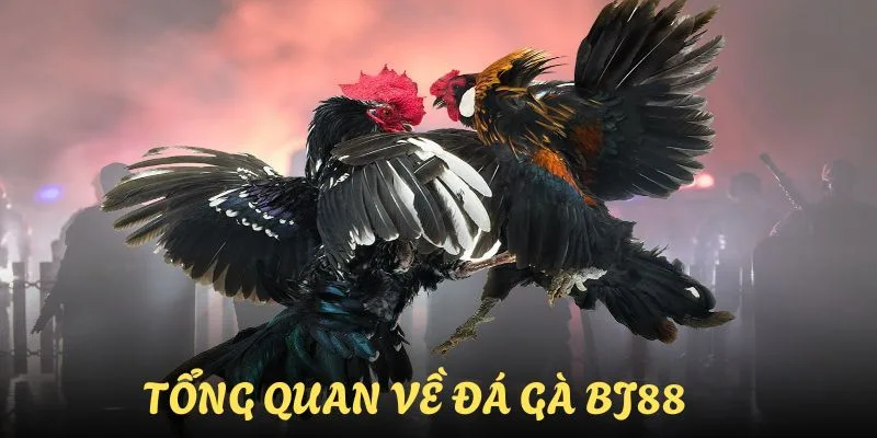 Những thông tin chính của sảnh đá gà BJ88